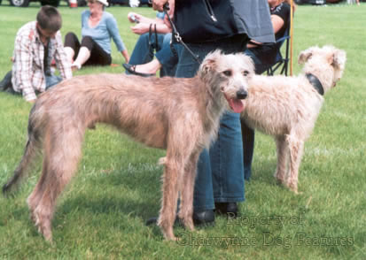 Rescue bedlington whippet cheap